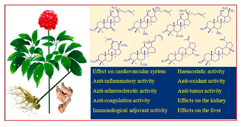 San Qi / Panax Notoginseng is a literal lifesaver.