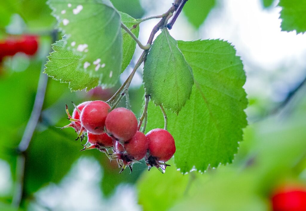 Hawthorn, scientifically known as Crataegus