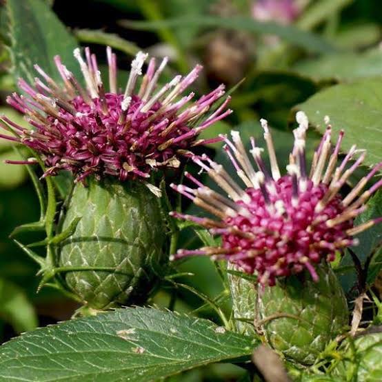 Bai Zhu a herb in Chorus